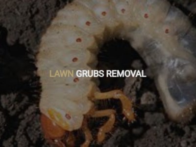 Bed Bug Extermination: Restoring Comfort and Peace in Your&nbsp;Space