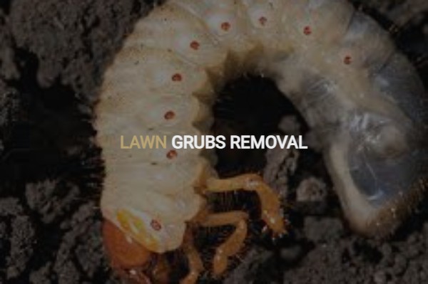 Bed Bug Extermination: Restoring Comfort and Peace in Your&nbsp;Space